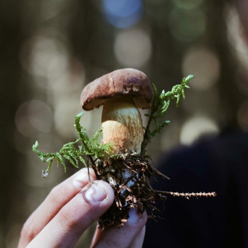 Buy Shrooms | Magic Mushrooms Calgary Canada