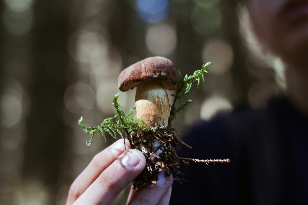 Purchase Mushrooms Online? A Retired Senior Regrets Not Using Psilocybin 45 Years Earlier
