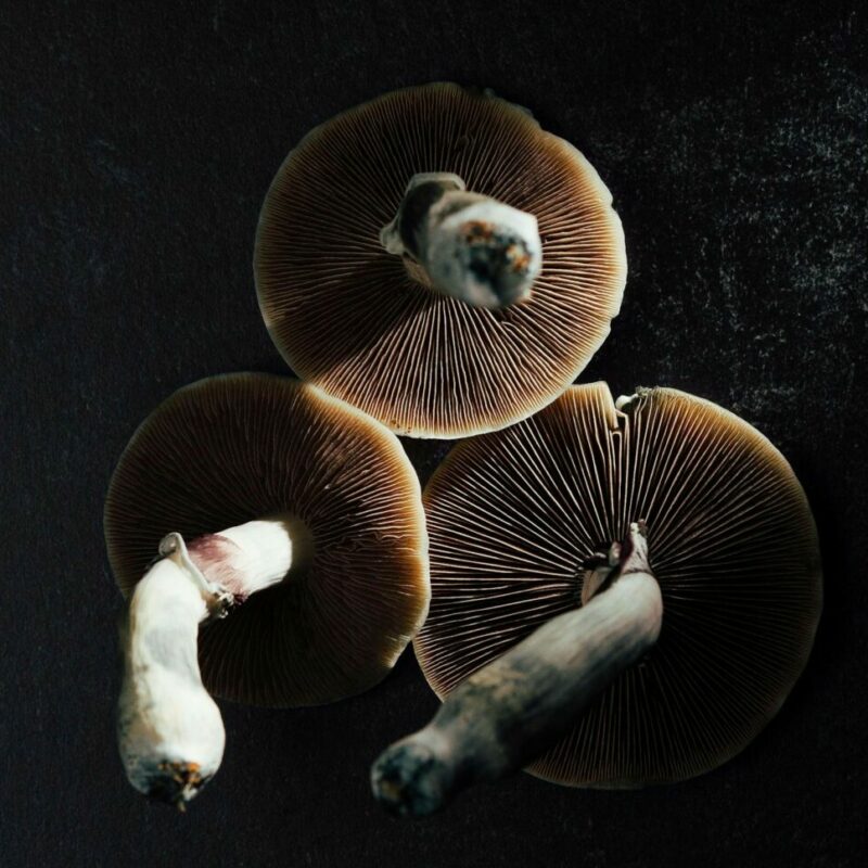Magic Mushroom Canada | Magic Mushrooms Calgary Canada