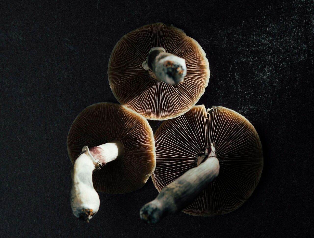Canada’s Magic Mushroom – Specialists Elucidate Why Naturally Occurring Psilocybin Impacts More Intensely Than Its Laboratory-Produced Counterpart