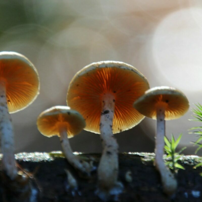 Magic Mushroom Delivery | Magic Mushrooms Calgary Canada