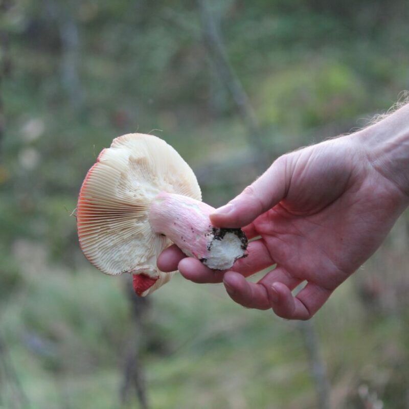 Magic Mushroom Delivery | Magic Mushrooms Calgary Canada