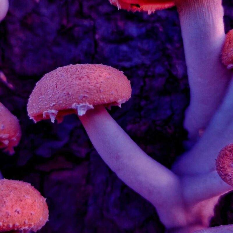 Mushroom Dispensary | Magic Mushrooms Calgary Canada