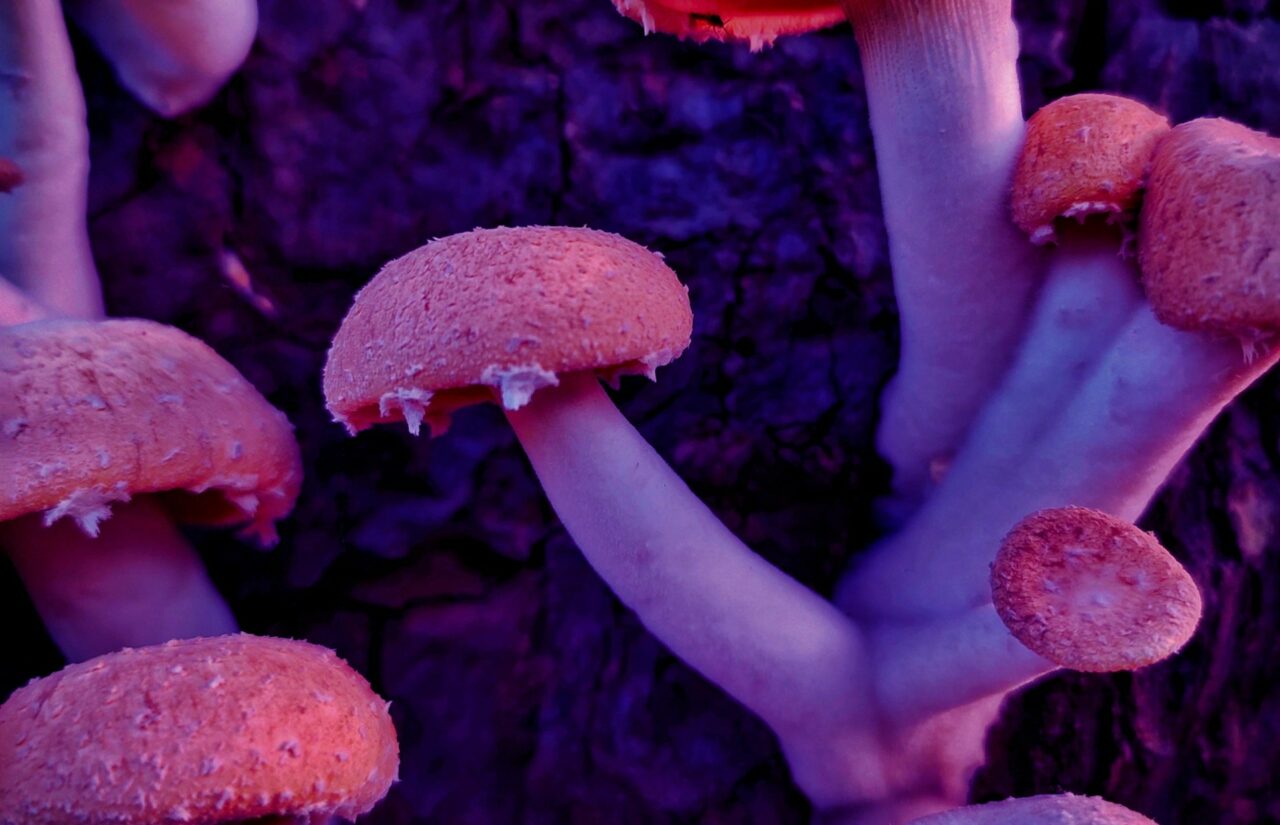How a Mushroom Dispensary’s Psilocybin Could Help Reshape Minds Burdened by HIV-Related Stigma