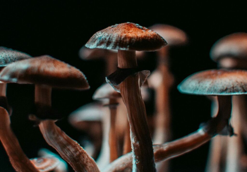 Shrooms Canada