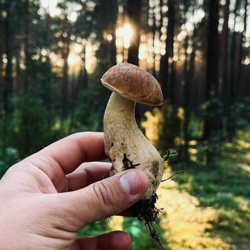 Shrooms Delivery Canada | Magic Mushrooms Calgary Canada