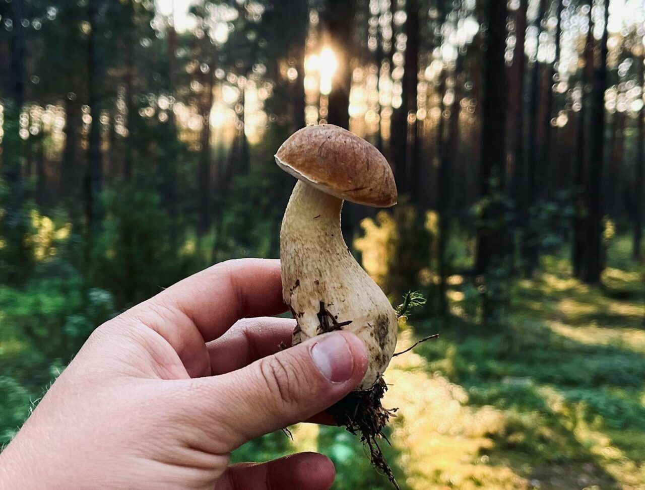 Discover if Psilocybin Outperforms Escitalopram/Esketamine with ShroomsDeliveryCanada