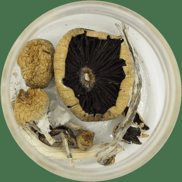  | Magic Mushrooms Calgary Canada