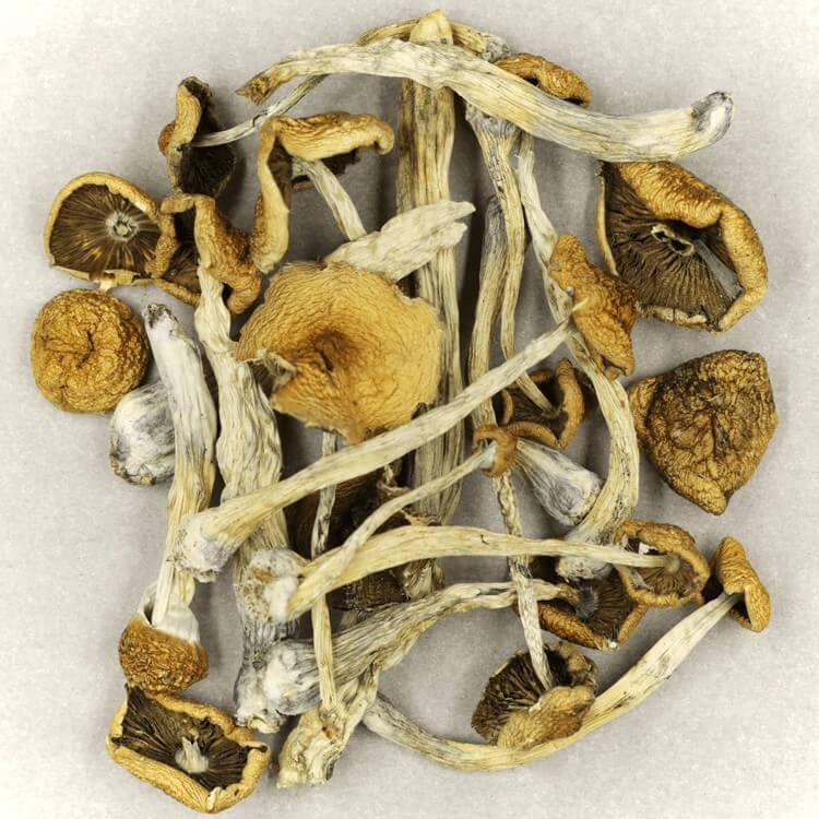  | Magic Mushrooms Calgary Canada