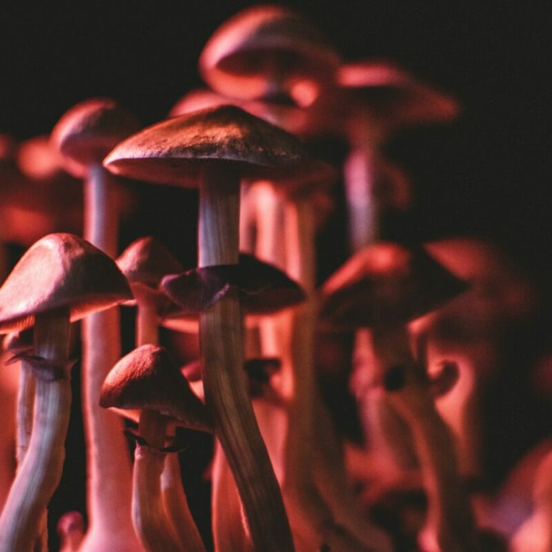  | Magic Mushrooms Calgary Canada