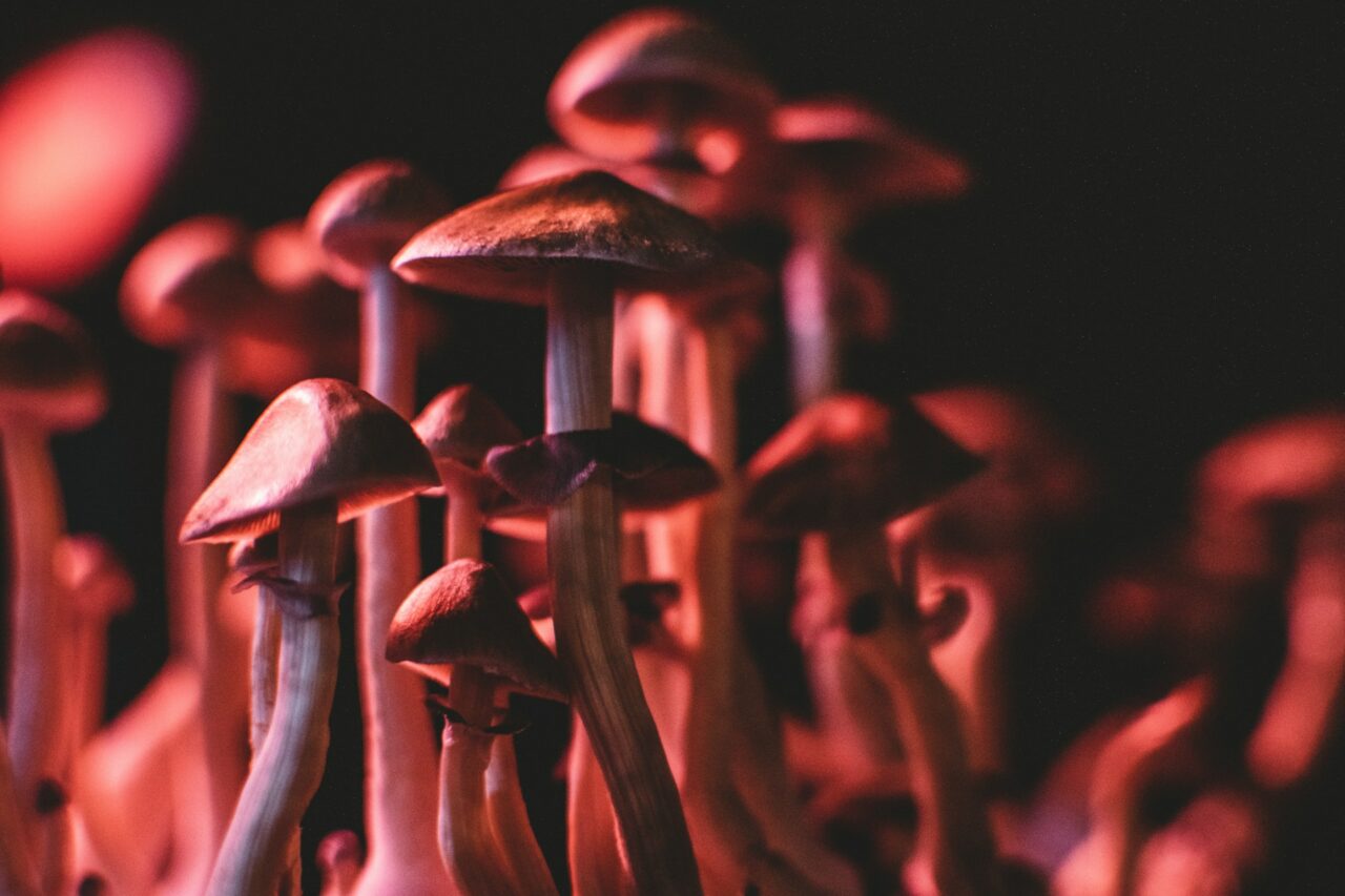 How I Successfully Purchased Psychedelics Online (While Evading Scams)